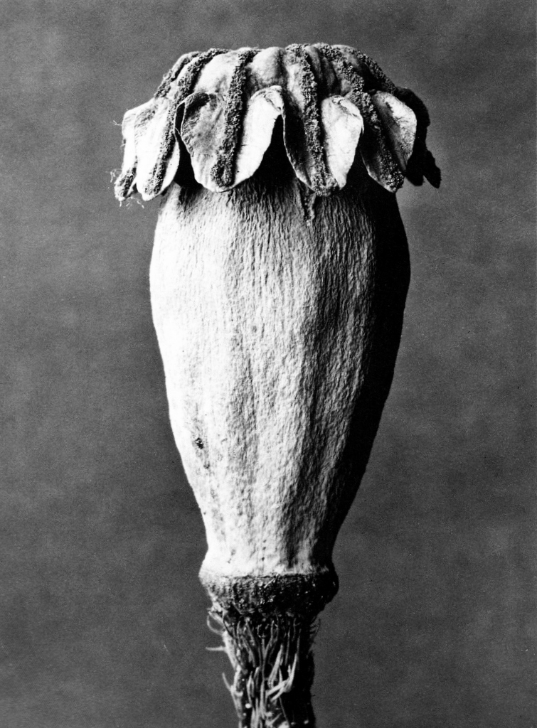 Karl Blossfeldt Oriental Poppy